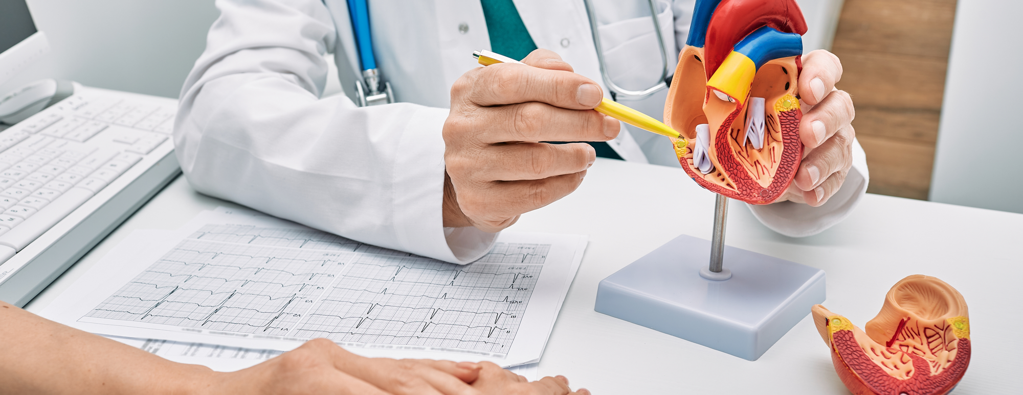 doctor showing heart